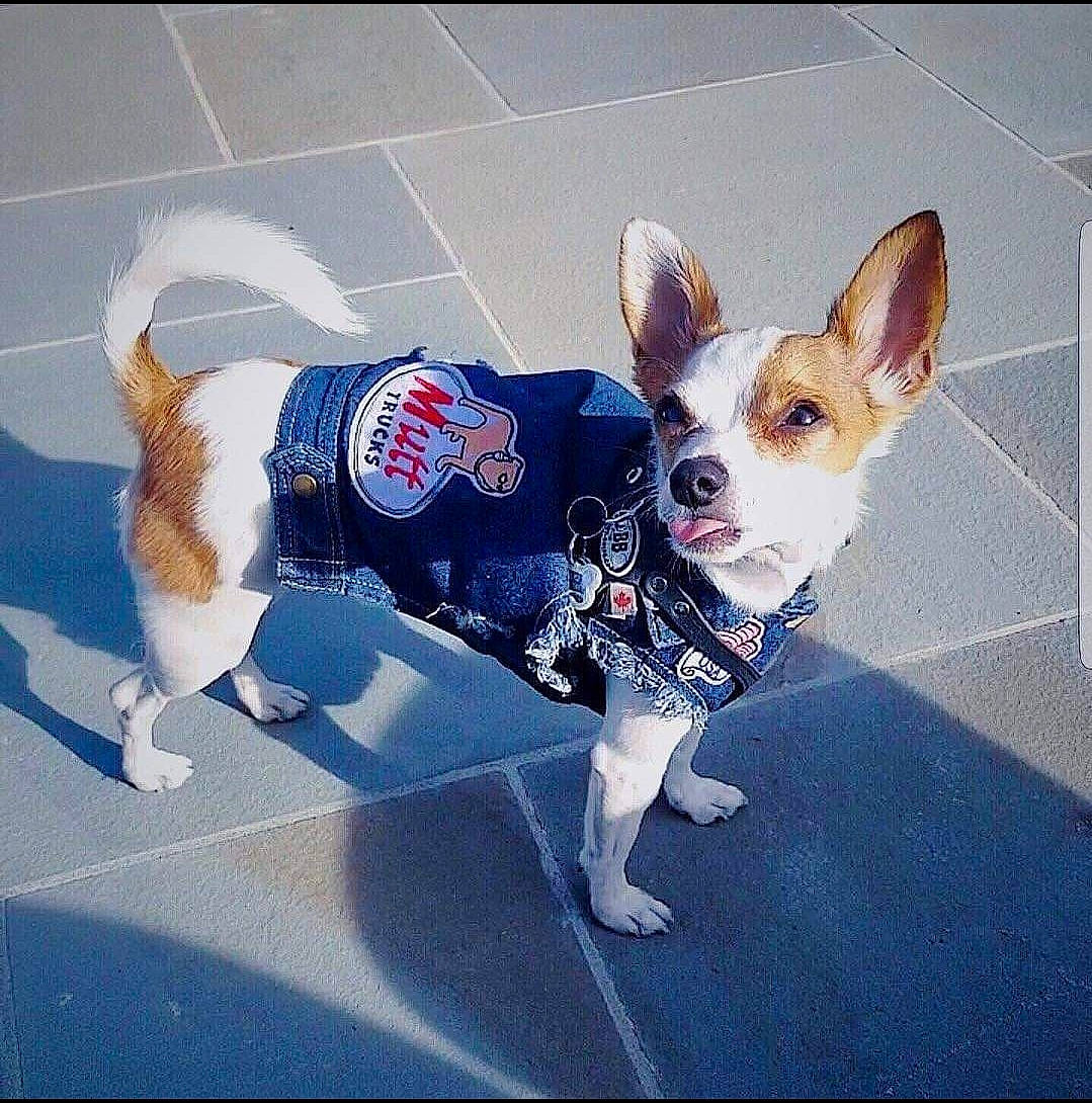 Ollie joined the competition — help win amazing prizes! carnivore, chihuahua, collar, companion_dog, dog, dog_breed, dog_clothes, dog_supply, fawn, flooring, leash, paw, pet_supply, russkiy_toy, snout, sporting_group, tail, toy_dog, whiskers, working_animal