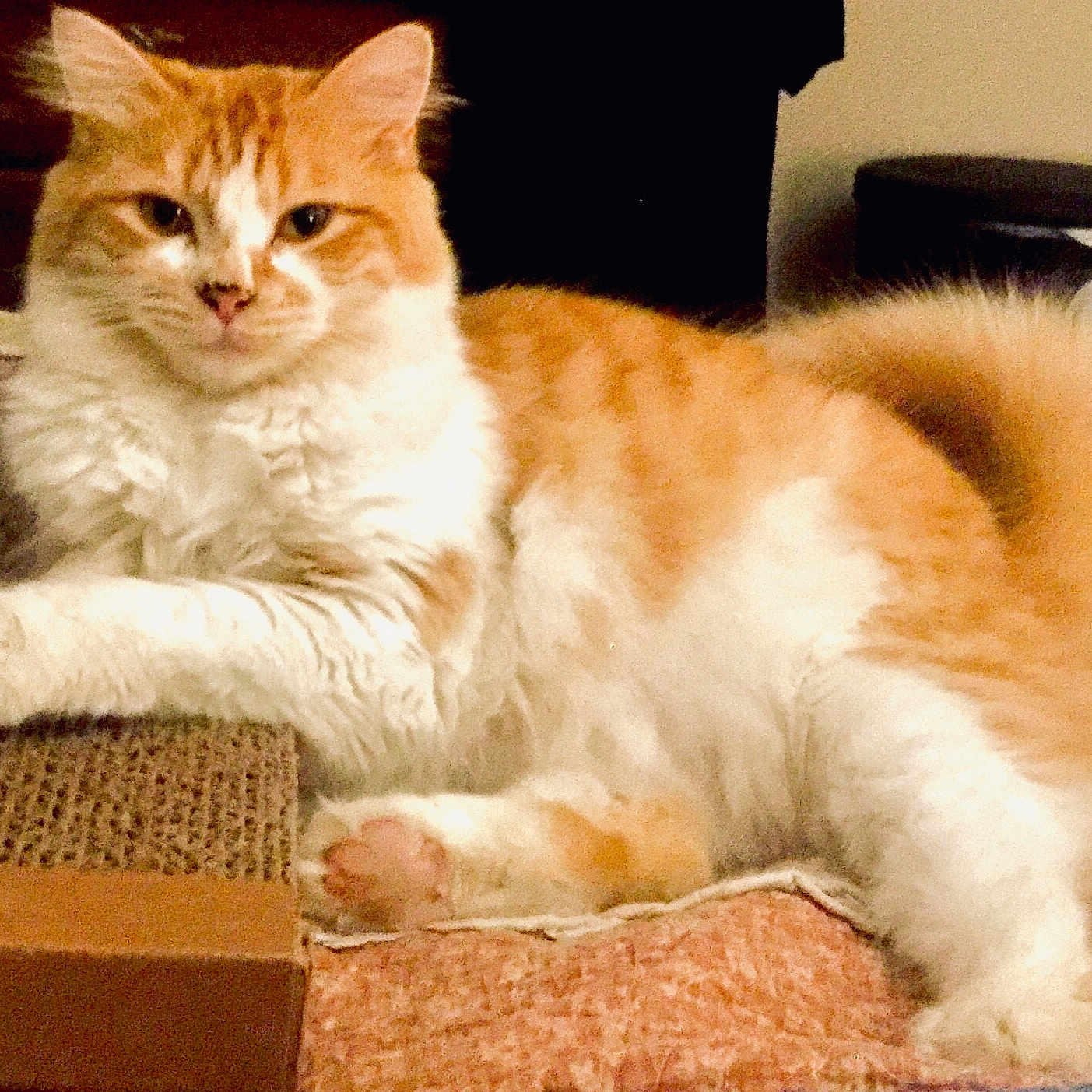 Charlie joined the competition — help win amazing prizes! animal, cat, close_up, cute, domestic_cat, feline, fluffy, fur, indoor, lying_down, mammal, orange_cat, paw, pet, portrait, relaxed, resting, soft_texture, whiskers, white_cat
