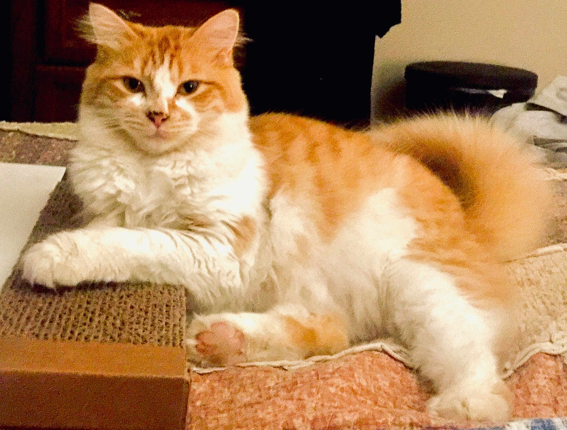 Charlie joined the competition — help win amazing prizes! cat, orange_cat, white_cat, fluffy, pet, animal, indoor, relaxed, lying_down, paw, fur, whiskers, cute, domestic_cat, mammal, feline, resting, soft_texture, close_up, portrait