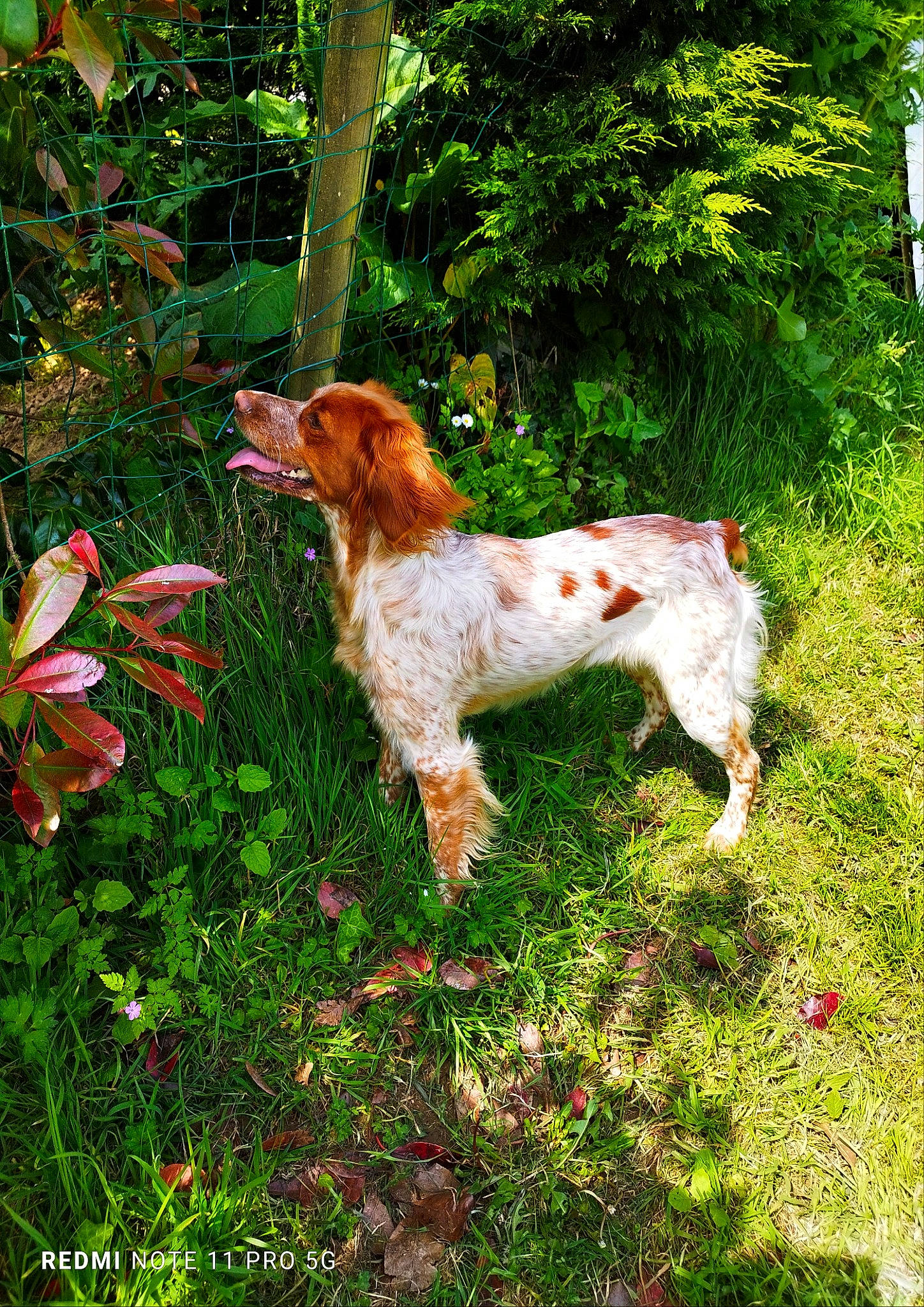 Rebel a rejoint le concours — aidez-le/la à gagner de superbes lots ! carnivore, companion_dog, dog, dog_breed, fawn, grass, groundcover, gun_dog, irish_red_and_white_setter, liver, people_in_nature, plant, pointing_breed, shrub, sporting_group, tail, terrestrial_plant, tree, water_dog, yard