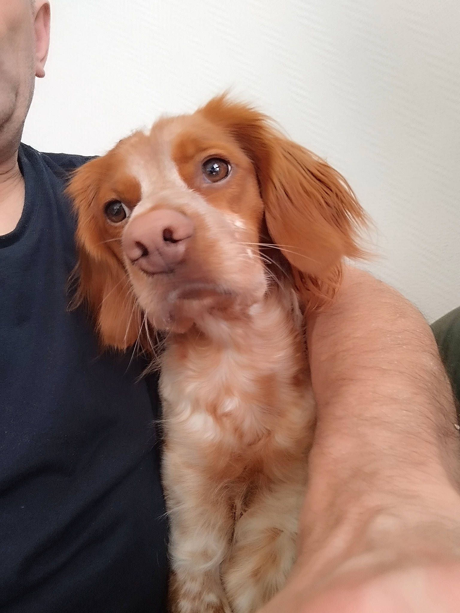 Rebel a rejoint le concours — aidez-le/la à gagner de superbes lots ! canidae, carnivore, companion_dog, dog, dog_breed, ear, fawn, fur, gesture, liver, snout, sporting_group, t_shirt, terrestrial_animal, whiskers, working_animal