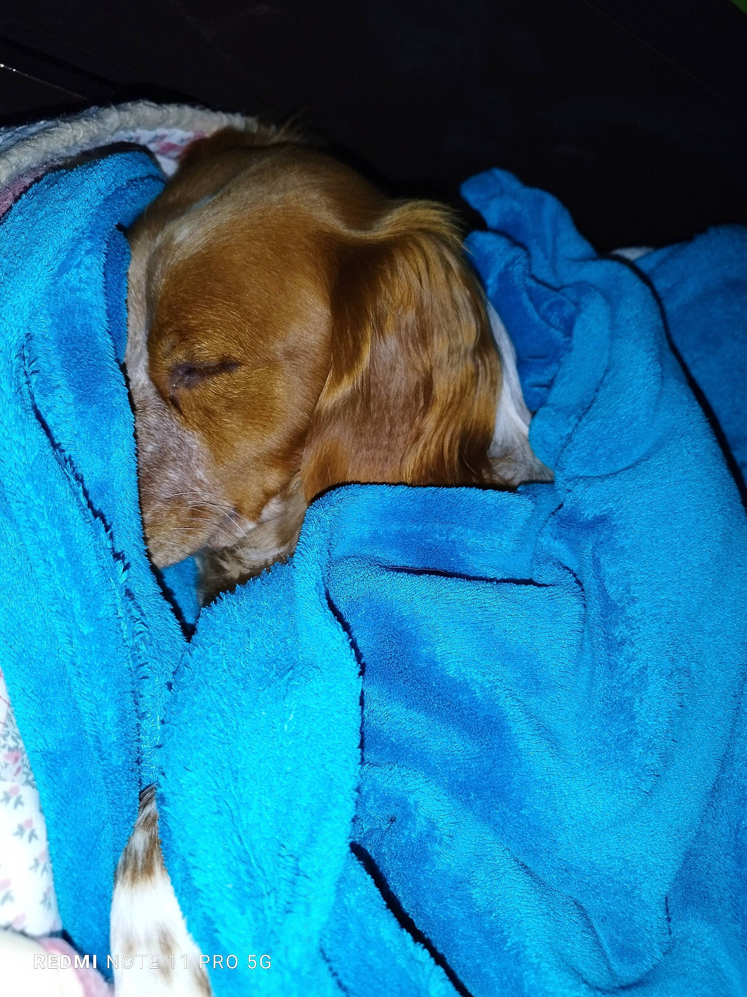 Rebel participe au concours pour gagner de l'argent avec cette photo : canidae, carnivore, comfort, companion_dog, dog, dog_breed, dog_supply, electric_blue, fawn, fur, gun_dog, hound, liver, nap, pet_supply, sleep, sporting_group, terrestrial_animal, working_animal, wrinkle