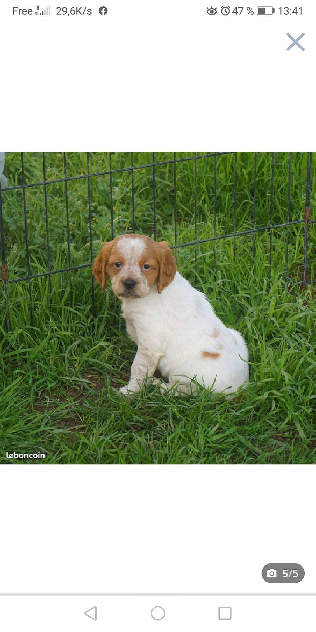 Rebel a rejoint le concours — aidez-le/la à gagner de superbes lots ! canidae, carnivore, companion_dog, dog, dog_breed, fawn, grass, gun_dog, hunting_dog, liver, plant, puppy, rectangle, snout, tail, terrestrial_animal, working_animal