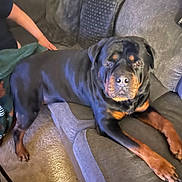 Torque is registered to the contest to win money with this photo: arm, black_and_tan, canine, carpet, companion, couch, dog, domestic_animal, furniture, home, indoor, laying_down, living_room, mammal, person, pet, relaxing, resting, rottweiler, sofa