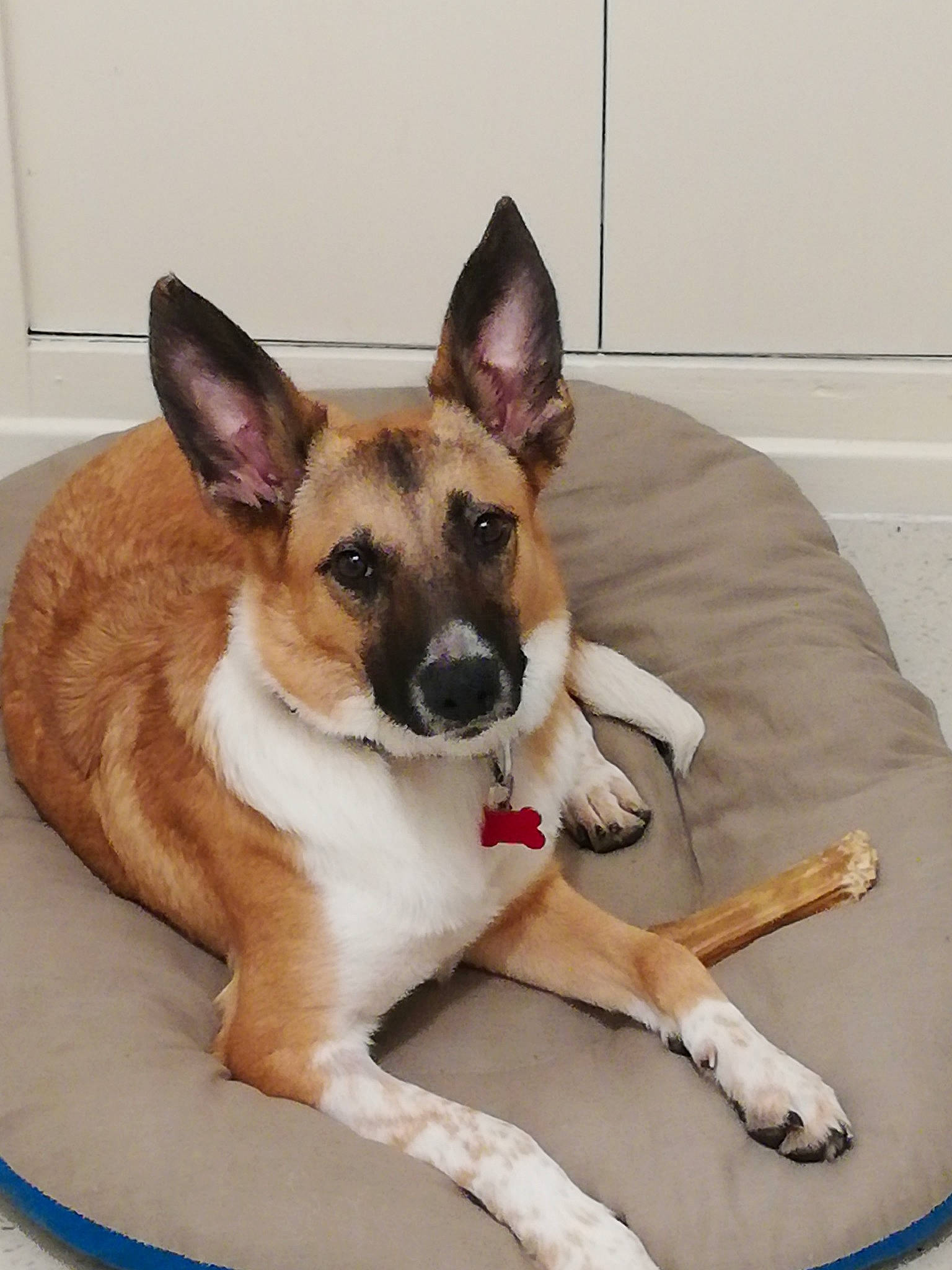 Elly a rejoint le concours — aidez-le/la à gagner de superbes lots ! beige, brown, canidae, carnivore, collar, comfort, couch, dog, dog_breed, dog_supply, fawn, liver, paw, pet_supply, snout, sporting_group, tail, vertebrate, working_animal, working_dog