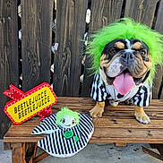 Butkus is registered to the contest to win money with this photo: dog, bulldog, costume, green_wig, striped_clothing, bench, wooden_fence, toy, sign, outdoor, tongue_out, happy, pet, beetlejuice, plush_toy, concrete_floor, black_and_white, brown_dog, portrait, animal