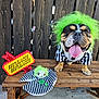 dog, bulldog, costume, green_wig, striped_clothing, bench, wooden_fence, toy, sign, outdoor, tongue_out, happy, pet, beetlejuice, plush_toy, concrete_floor, black_and_white, brown_dog, portrait, animal