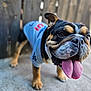 dog, bulldog, tongue_out, blue_shirt, pet, animal, outdoor, playful, close_up, fence, concrete_floor, canine, mammal, portrait, happy, ears, paw, fur, snout, pet_clothing