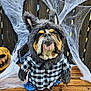 bulldog, dog, costume, wolf_costume, checkered_shirt, bench, wooden_bench, spider_web, halloween, pumpkin, carved_pumpkin, outdoor, fence, black_and_white, brown, pet, animal, cute, holiday, decorations