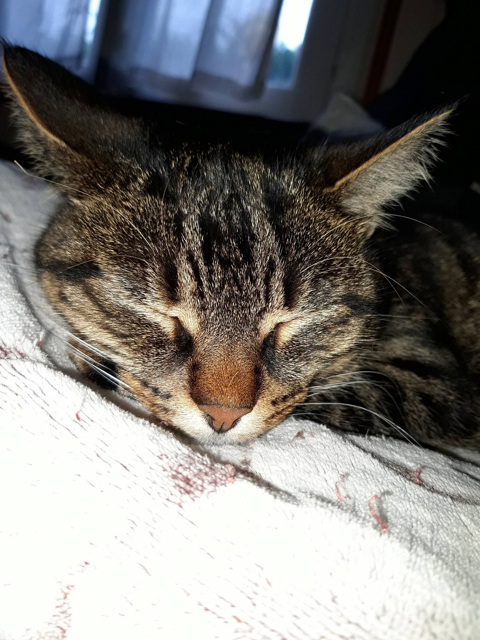 Choupette a rejoint le concours — aidez-le/la à gagner de superbes lots ! asian, carnivore, cat, close_up, domestic_short_haired_cat, dragon_li, european_shorthair, eye, felidae, fur, kitten, nose, pixie_bob, sky, sleep, small_to_medium_sized_cats, snout, tabby_cat, whiskers, wild_cat