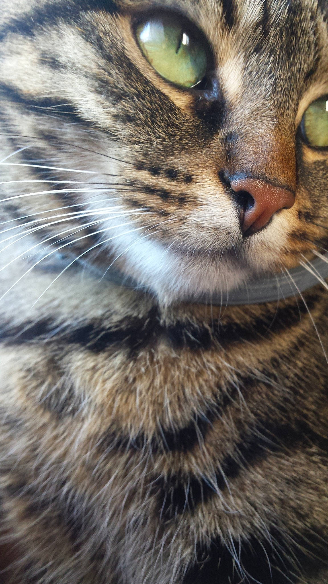 Choupette participe au concours pour gagner de l'argent avec cette photo : asian, carnivore, cat, close_up, domestic_short_haired_cat, dragon_li, european_shorthair, eye, felidae, fur, mammal, nose, pixie_bob, small_to_medium_sized_cats, snout, tabby_cat, toyger, whiskers, wild_cat, wildlife