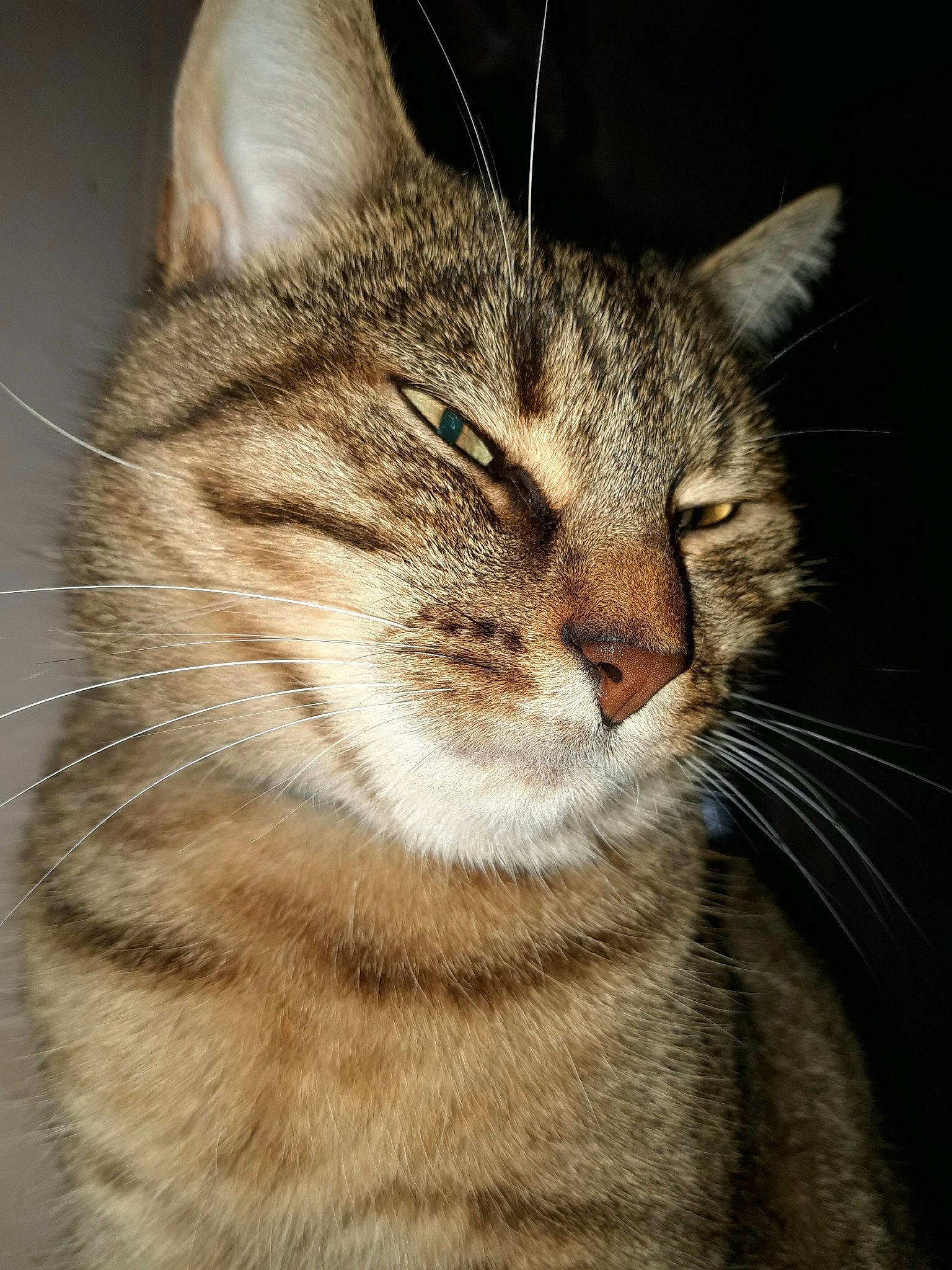 Boo participe au concours pour gagner de l'argent avec cette photo : aegean_cat, american_shorthair, american_wirehair, asian, carnivore, cat, close_up, domestic_short_haired_cat, dragon_li, european_shorthair, eye, felidae, fur, mammal, nose, small_to_medium_sized_cats, snout, tabby_cat, vertebrate, whiskers