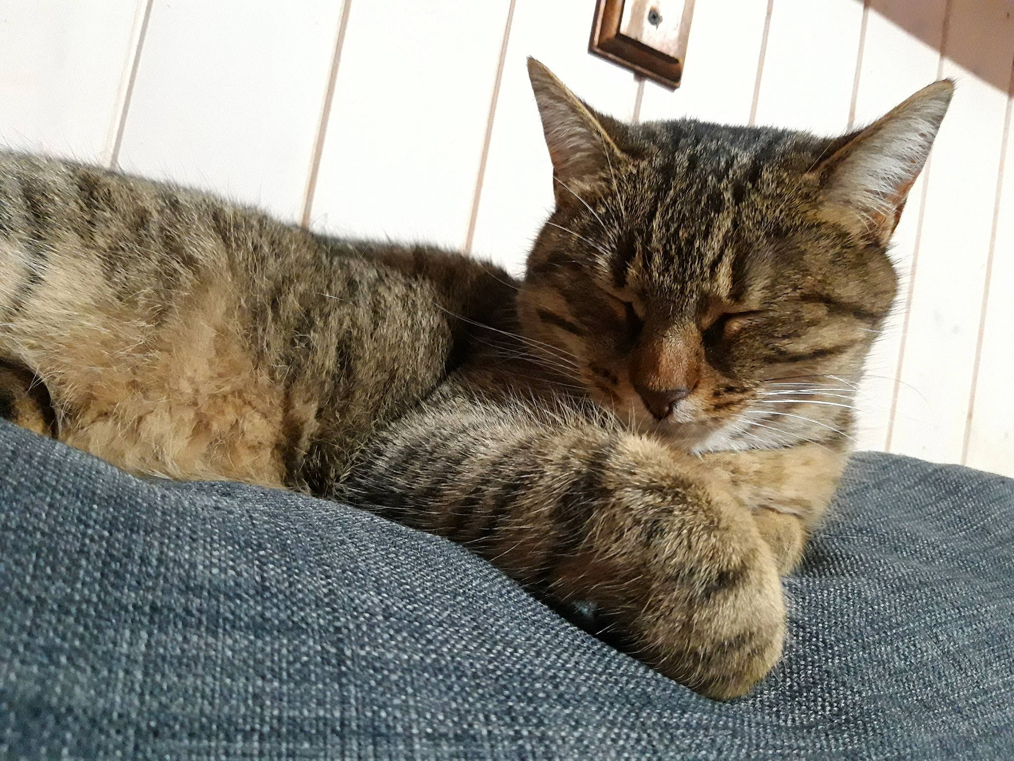 Boo participe au concours pour gagner de l'argent avec cette photo : american_shorthair, asian, california_spangled, carnivore, cat, domestic_short_haired_cat, dragon_li, ear, egyptian_mau, european_shorthair, felidae, fur, kitten, mammal, nap, pixie_bob, sleep, small_to_medium_sized_cats, tabby_cat, whiskers