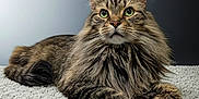 Andy is registered to the contest to win money with this photo: cat, tabby, long_hair, green_eyes, fluffy, carpet, texture, posing, indoor, pet, feline, animal, whiskers, ears, closeup, resting, fur, portrait, laying, background