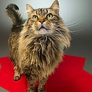 Andy is registered to the contest to win money with this photo: cat, tabby, fluffy, green_eyes, whiskers, red_mat, curious, standing, pet, feline, indoor, animal, fur, portrait, close_up, looking_up, cute, domestic_cat, soft_fur, alert