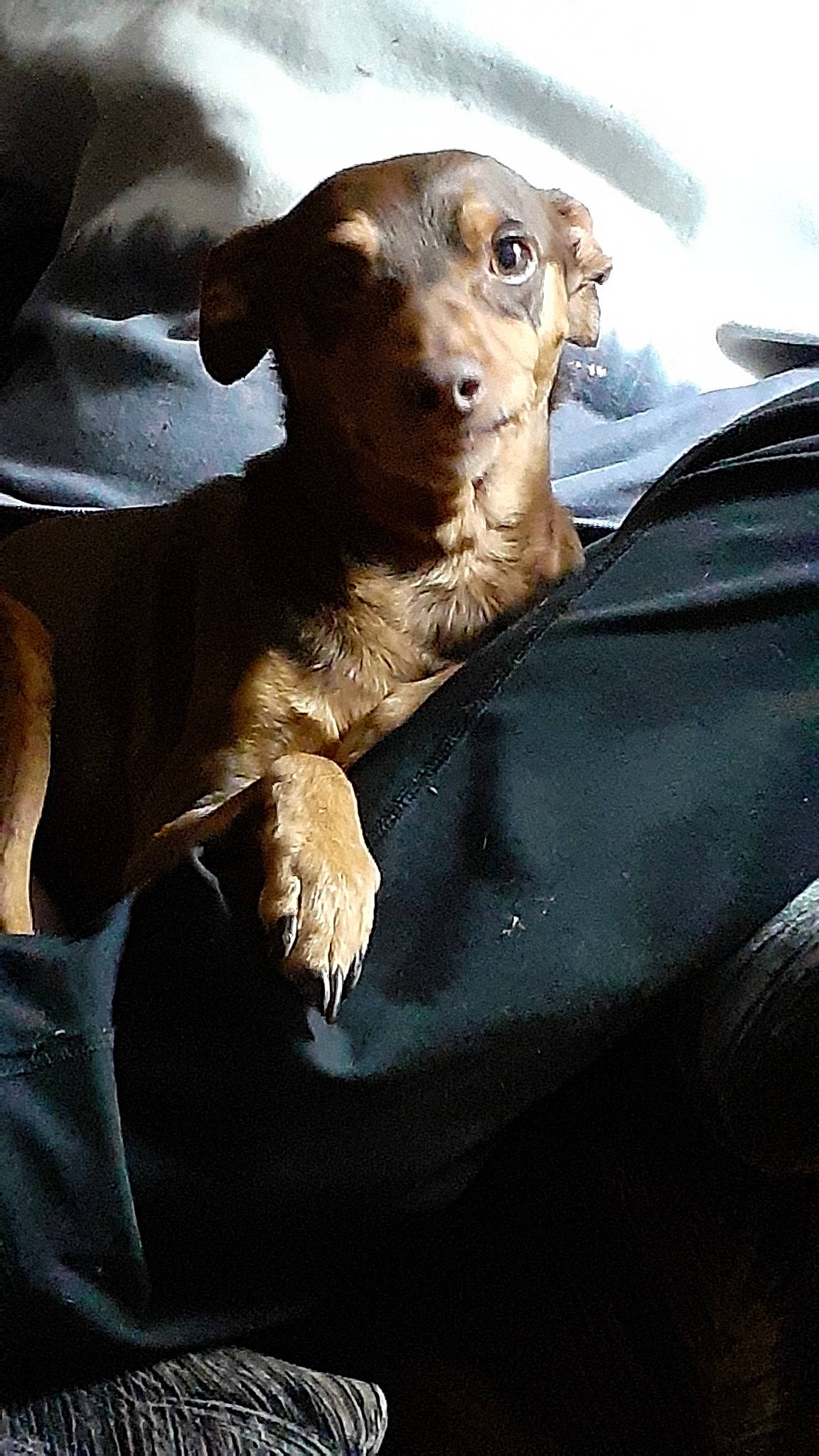 Lucy is registered to the contest to win money with this photo: canidae, carnivore, comfort, companion_dog, darkness, dog, dog_breed, fawn, flash_photography, fur, guard_dog, liver, puppy, snout, sporting_group, toy_dog, whiskers, working_animal