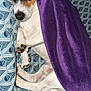 Flash participe au concours pour gagner de l'argent avec cette photo : dog, blanket, purple, bedspread, cozy, paws, snuggled, sleepy, comfort, indoor, resting, white, black, brown, fur, portrait, pet, animal, relaxing, cute