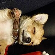 Oréo participe au concours pour gagner de l'argent avec cette photo : dog, puppy, sleeping, paw, collar, toy, bone_toy, leather, black_background, closeup, pet, cute, relaxed, animal, domestic_animal, fur, small_dog, rest, indoor, sleep