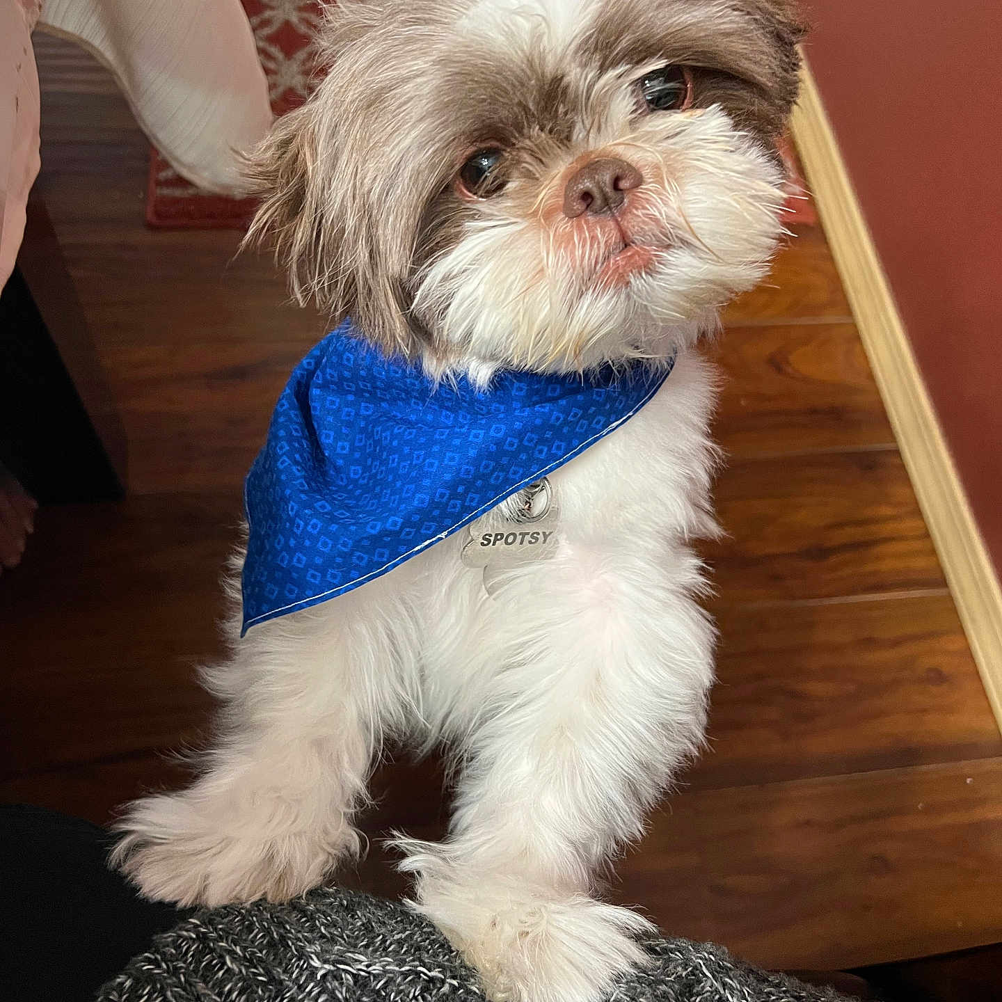 Spotsy joined the competition — help win amazing prizes! accessories, affenpinscher, animal, architecture, building, canine, dog, formalwear, furniture, hardwood, headband, house, housing, indoors, pet, puppy, staircase, terrier, tie, wood