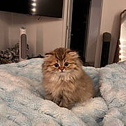 Beans is registered to the contest to win money with this photo: kitten, cat, fluffy, bed, blanket, furniture, indoor, cozy, cute, pet, animal, soft, fur, living_room, television, door, fan, mirror, lighting, comfort