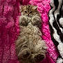 Beans is registered to the contest to win money with this photo: kitten, cat, fluffy, fur, pet, animal, cute, relaxed, lying_down, pink_blanket, fuzzy, cozy, indoor, soft, paws, small, young, striped_blanket, resting, adorable