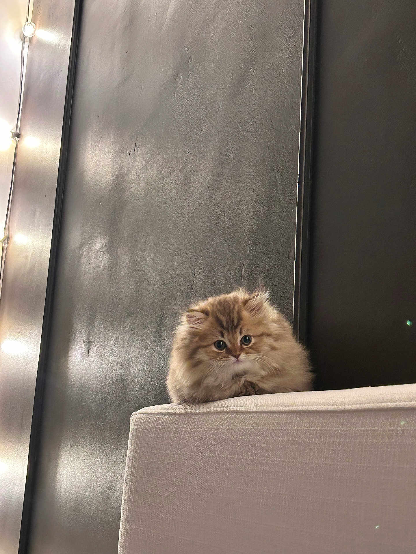 Beans is registered to the contest to win money with this photo: kitten, cat, fluffy, furniture, couch, indoor, pet, animal, cute, small, curious, sitting, light, wall, cozy, soft, domestic, feline, young, portrait