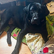 Hope is registered to the contest to win money with this photo: dog, black_dog, indoor, wooden_floor, quilt, blanket, pet, animal, lounge, resting, cozy, heater, cat_tree, furniture, flooring, mammal, companion, domestic, relaxed, home