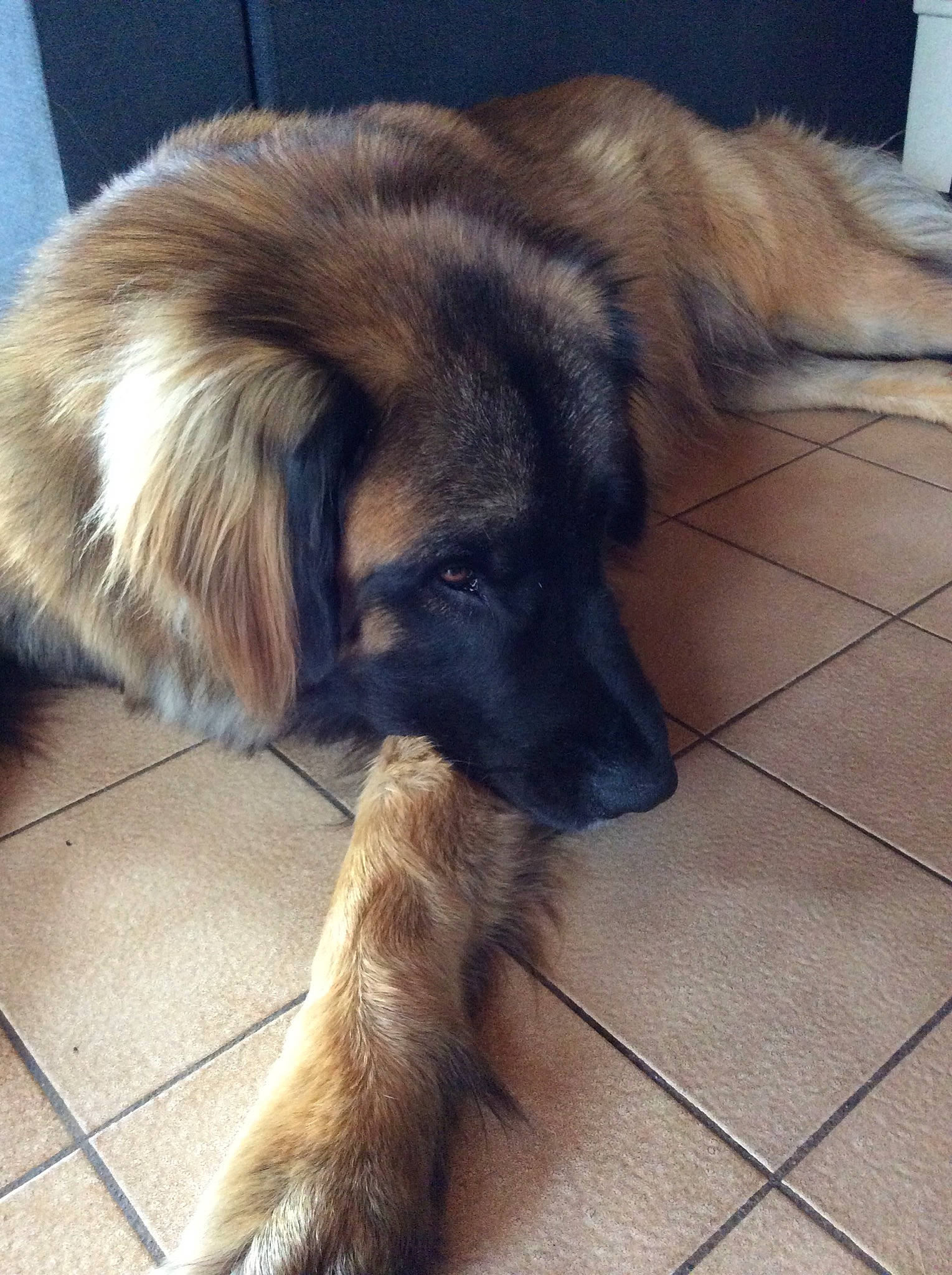 Irwann participe au concours pour gagner de l'argent avec cette photo : canidae, carnivore, companion_dog, dog, dog_breed, fawn, flooring, fur, paw, small_greek_domestic_dog, snout, sporting_group, tail, tile_flooring, working_dog