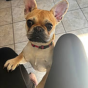 Lulu joined the competition — help win amazing prizes! dog, french_bulldog, puppy, pet, indoor, floor, tile, collar, black_clothing, knees, animal, cute, looking_up, whiskers, ears, nose, paw, leg, light, shadow