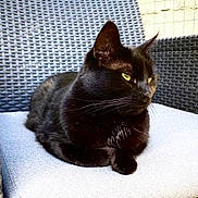 Pimousse a rejoint le concours — aidez-le/la à gagner de superbes lots ! black_cat, cat, pet, animal, feline, outdoor, chair, woven_chair, cushion, resting, sunlight, texture, fur, domestic_animal, relaxing, seat, yellow_eyes, side_view, quiet, calm