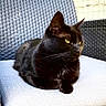 black_cat, cat, pet, animal, feline, outdoor, chair, woven_chair, cushion, resting, sunlight, texture, fur, domestic_animal, relaxing, seat, yellow_eyes, side_view, quiet, calm