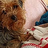 dog, small_dog, yorkshire_terrier, pet, cute, fur, blanket, fleece, pink_blanket, indoor, cozy, resting, curious, animal, relaxing, home, soft_texture, snuggle, teddy_bear_like, companion