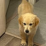 adorable, animal, canine, curious, cute, dog, domestic, ears, floor, fluffy, fur, golden_retriever, home, indoor, mammal, pet, puppy, tail, walking, young