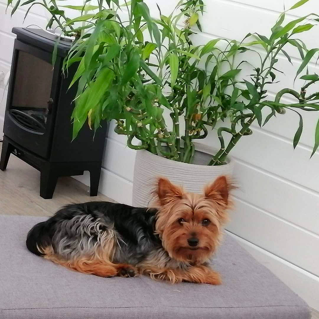 Yoki a rejoint le concours — aidez-le/la à gagner de superbes lots ! carnivore, companion_dog, dog, dog_breed, dog_supply, fawn, flowering_plant, flowerpot, grass, herb, houseplant, liver, pet_supply, plant, small_terrier, snout, sporting_group, toy_dog, working_animal, yorkshire_terrier