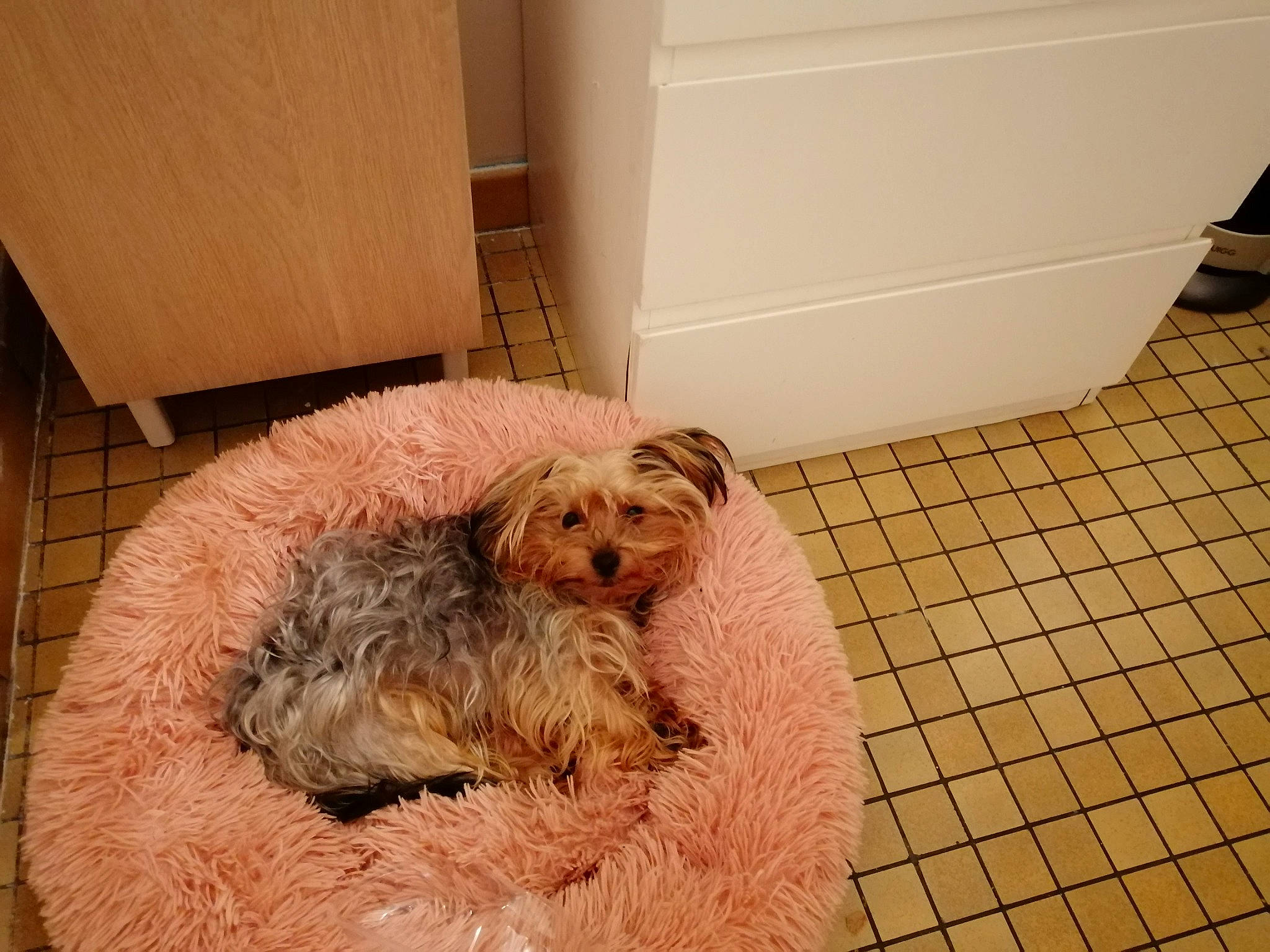 Yoki a rejoint le concours — aidez-le/la à gagner de superbes lots ! canidae, carnivore, carton, comfort, companion_dog, dog, dog_breed, dog_supply, fawn, floor, flooring, fur, labradoodle, pet_supply, small_terrier, snout, sporting_group, terrier, toy_dog, water_dog