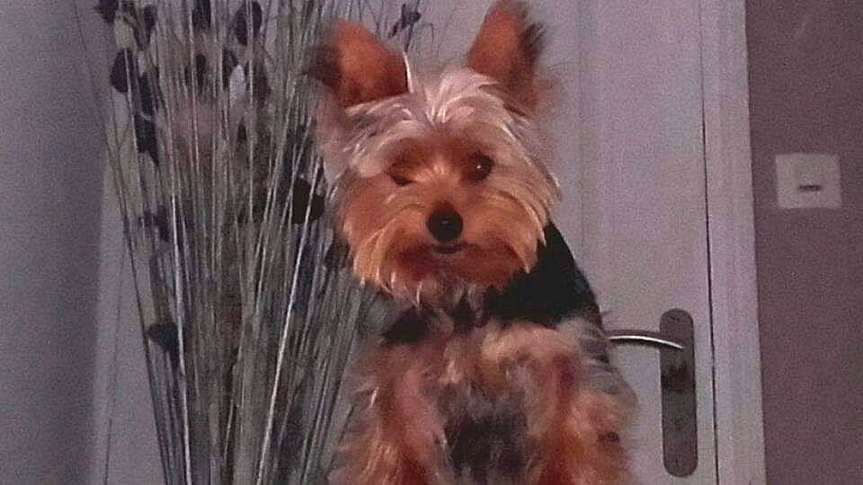 Yoki a rejoint le concours — aidez-le/la à gagner de superbes lots ! biewer_terrier, canidae, carnivore, companion_dog, dog, dog_breed, dog_supply, ear, fawn, fur, liver, non_sporting_group, small_terrier, snout, sporting_group, terrestrial_animal, terrier, toy_dog, wood, working_animal