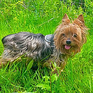 Yoki participe au concours pour gagner de l'argent avec cette photo : dog, yorkshire_terrier, grass, outdoor, pet, animal, tongue_out, fur, small_dog, greenery, nature, happy, ears, canine, muzzle, playful, summer, sunlight, field, leaves