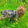 dog, yorkshire_terrier, grass, outdoor, pet, animal, tongue_out, fur, small_dog, greenery, nature, happy, ears, canine, muzzle, playful, summer, sunlight, field, leaves
