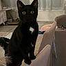 cat, black_cat, indoor, furniture, chair, curtains, living_room, pet, animal, wide_eyes, white_patch, curious, domestic, cozy, cushion, floor, home, window, soft_lighting, domestic_animal