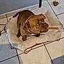 animal, brown_dog, canine, chew_stick, chew_treat, curious_look, dog, dog_bed, domestic_animal, floor, floor_tile, furniture, indoor, looking_up, pet, pet_bed, pink_collar, resting, tiled_floor, wall