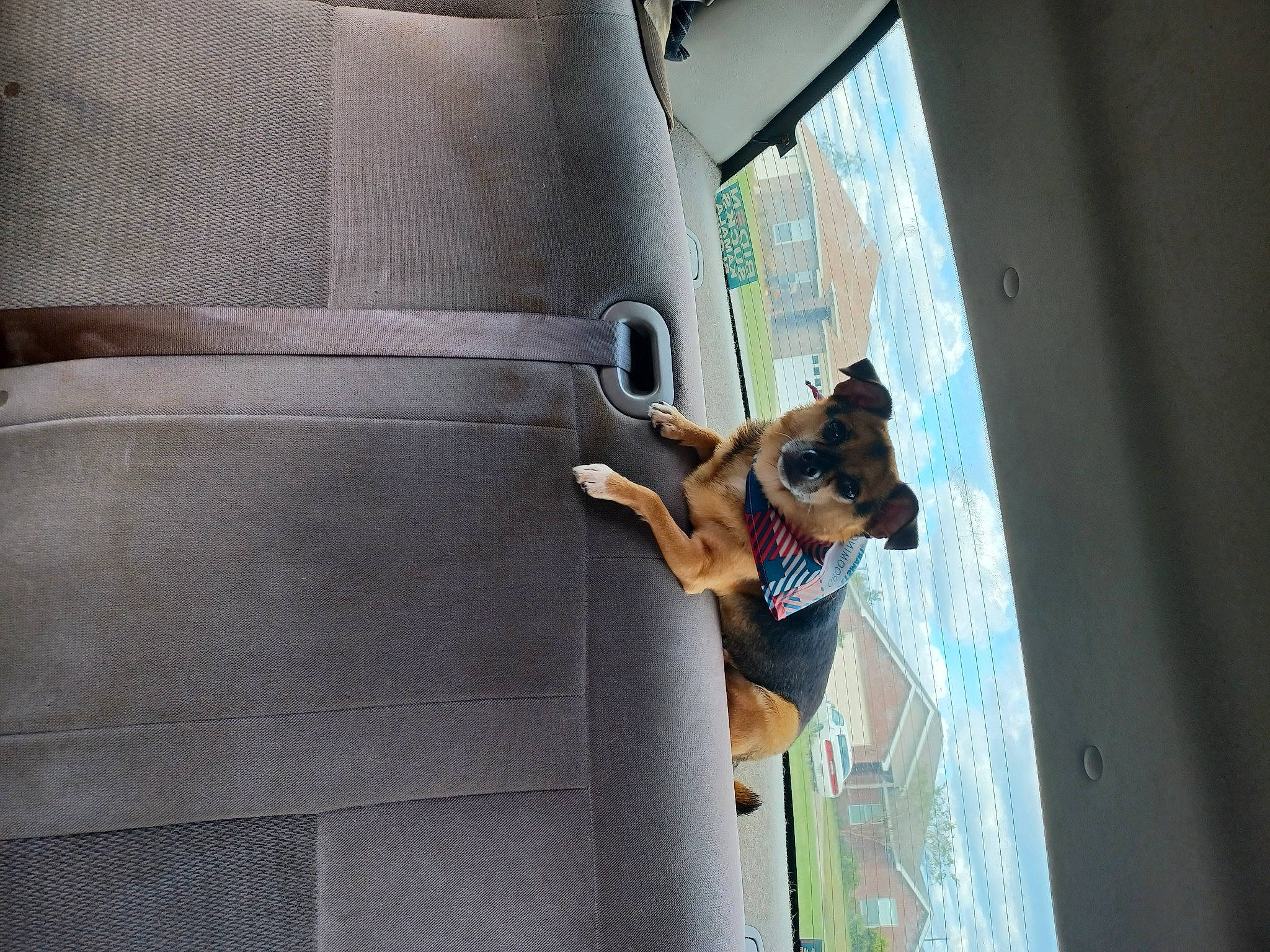Eddie is registered to the contest to win money with this photo: adventure, canidae, car_seat_cover, carnivore, companion_dog, dog, dog_breed, fawn, guard_dog, sporting_group, sunglasses, tree, vehicle_door, window