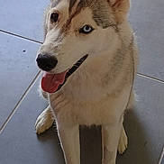 Vëya a rejoint le concours — aidez-le/la à gagner de superbes lots ! animal, blue_eye, brown_eye, canine, companion, cute, dog, domestic, ears, floor_rug, friendly, fur, heterochromia, husky, indoor, pet, portrait, sitting, tile_floor, tongue_out