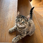 Yumi participe au concours pour gagner de l'argent avec cette photo : kitten, cat, pet, stairs, wooden_floor, curious, indoor, animal, feline, young_cat, tabby, whiskers, paws, tail, looking_up, close_up, domestic_cat, cute, fur, eyes