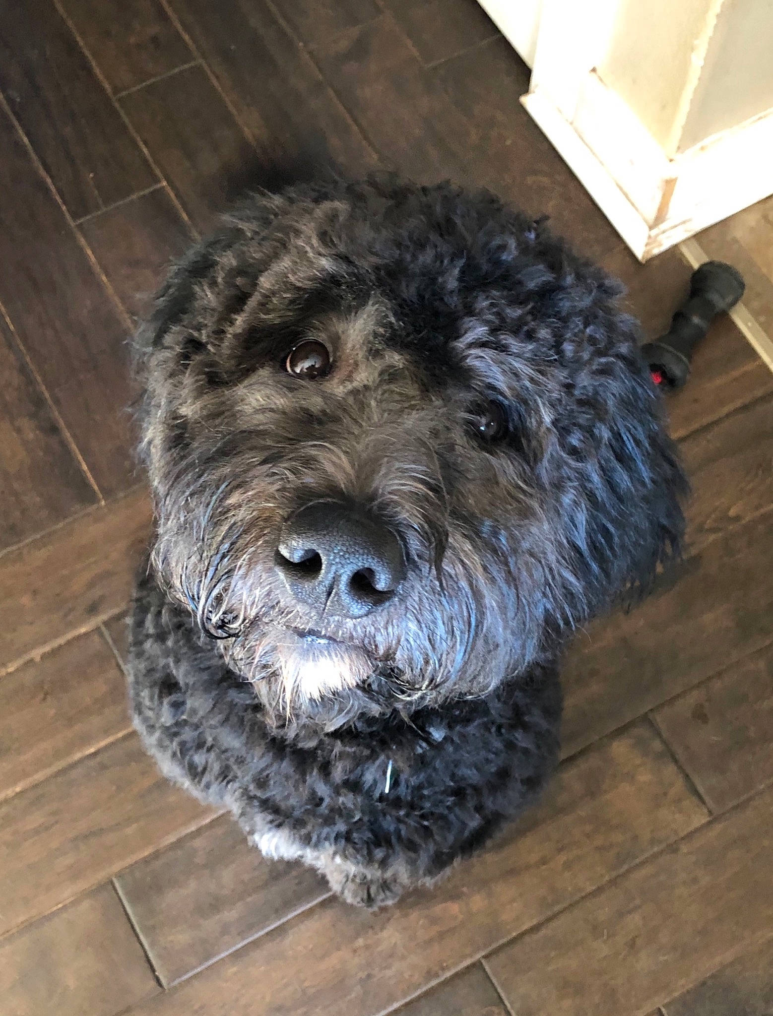 Milo joined the competition — help win amazing prizes! carnivore, companion_dog, dog, dog_breed, dog_collar, flooring, fur, hardwood, labradoodle, schnauzer, small_terrier, sporting_group, terrestrial_animal, terrier, toy_dog, water_dog, wood, wood_flooring, wood_stain, working_animal