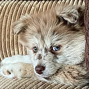 Coco is registered to the contest to win money with this photo: dog, blue_eyes, fluffy, couch, beige, relaxed, pet, indoor, close_up, paw, fur, texture, resting, canine, snout, nose, ear, home, cozy, animal