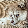 dog, blue_eyes, fluffy, couch, beige, relaxed, pet, indoor, close_up, paw, fur, texture, resting, canine, snout, nose, ear, home, cozy, animal