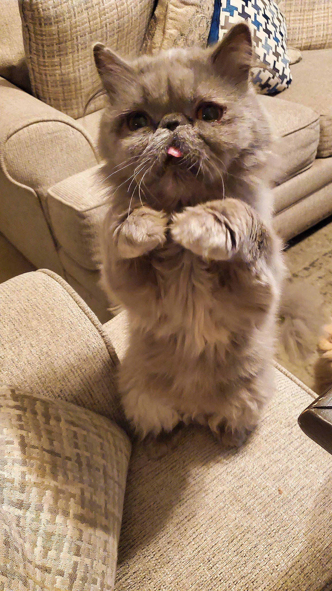 Amara joined the competition — help win amazing prizes! carnivore, cat, claw, comfort, companion_dog, couch, dog_breed, fawn, felidae, flooring, fur, paw, sitting, small_to_medium_sized_cats, snout, tail, terrestrial_animal, toy_dog, whiskers, working_animal