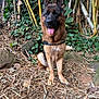 animal, bamboo, black, brown, canine, collar, dog, ears_up, forest, fur, german_shepherd, ground, leaves, nature, outdoor, pet, plants, rocks, sitting, tongue_out