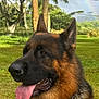 animal, canine, collar, daylight, dog, ears, fur, german_shepherd, grass, greenery, nature, outdoor, park, pet, rainbow, serene, sky, snout, tongue_out, trees