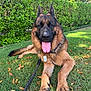 animal, canine, collar, daytime, dog, ears, fur, garden, german_shepherd, grass, greenery, happy, leash, nature, outdoor, paw, pet, relaxing, sunny, tongue_out